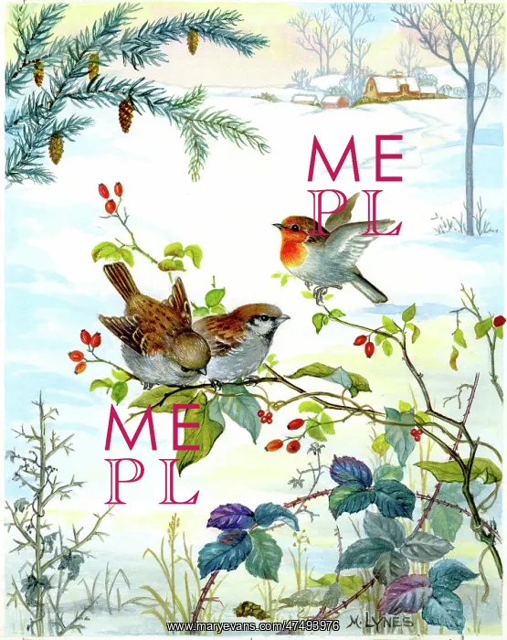: Robin and Sparrows on branches in the snow : Robin and Sparrows on branches in the snow