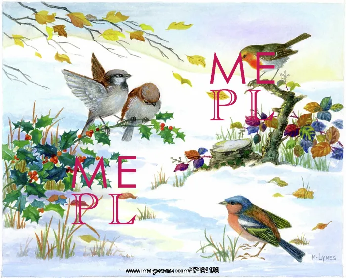 : Robin, two sparrows and chaffinch in snow : Robin, two sparrows and chaffinch in snow