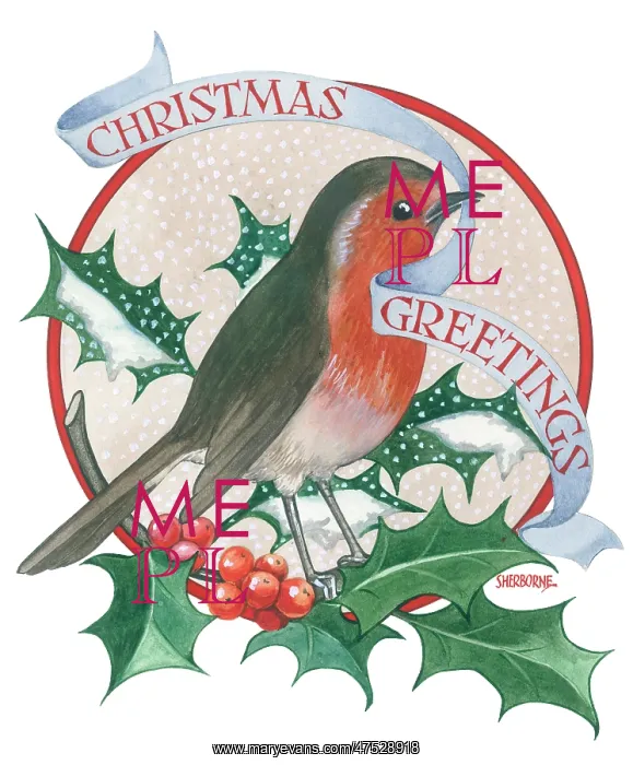: Robin on a sprig of Holly : Robin on a sprig of Holly