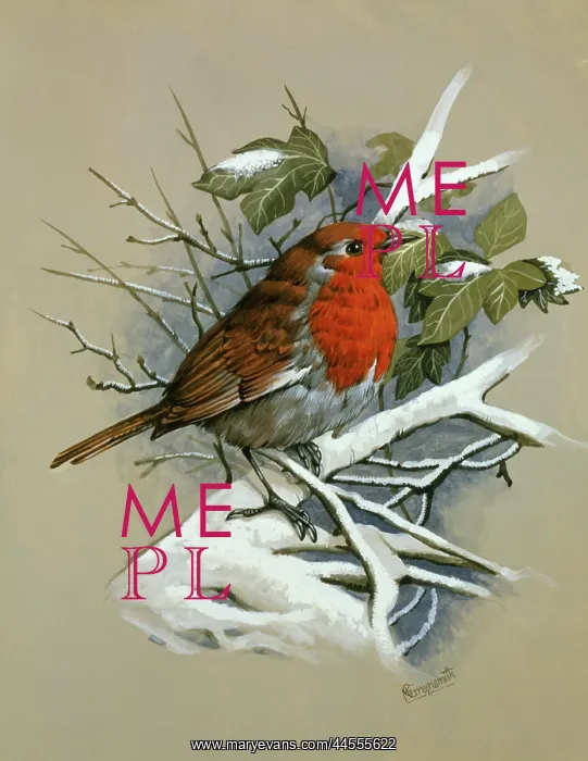 : A robin standing on a snow-covered twig : A robin standing on a snow-covered twig