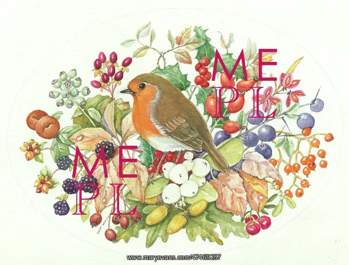 : Robin surrounded by winter berries