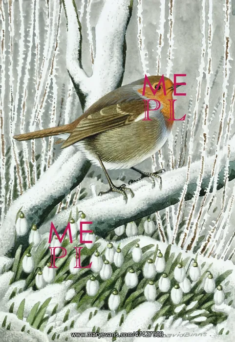 : Robin Tapestry with snowdrops : Robin Tapestry with snowdrops