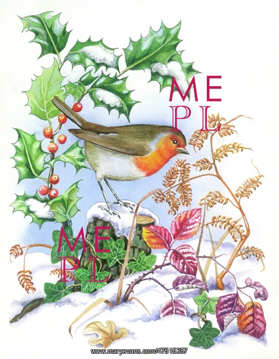 : Robin on a tree stump, with holly in the snow : Robin on a tree stump, with holly in the snow