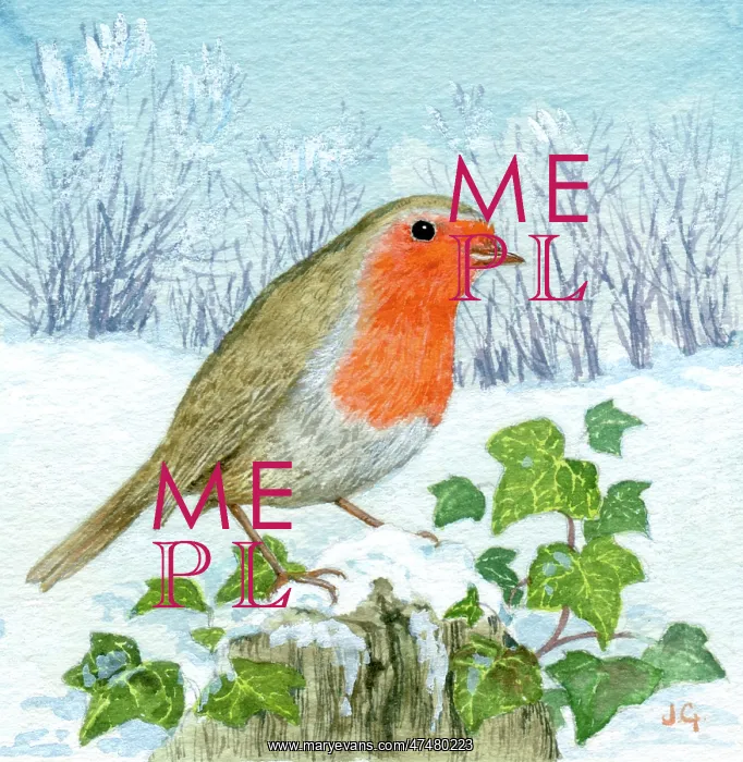: Robin on a tree stump with ivy in the snow : Robin on a tree stump with ivy in the snow