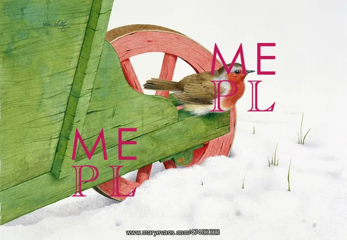  : Robin on Wheelbarrow in Snow