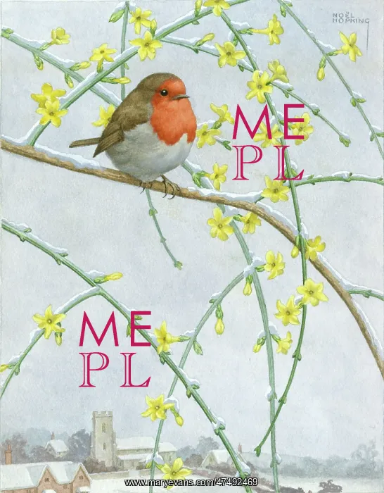  : Robin on Winter Jasmine – in the snow