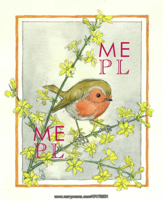 : Robin on winter jessamine : Robin on winter jessamine