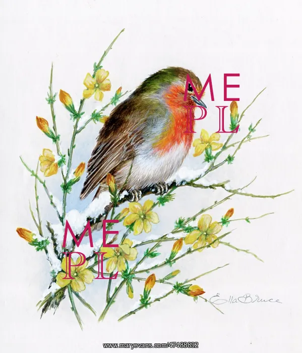  : Robin on winter jessamine