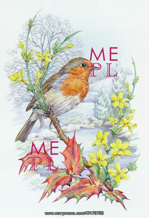 : Robin on winter jessamine with holly in snow : Robin on winter jessamine with holly in snow