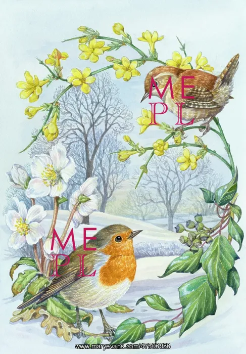 : Robin and Wren in snow with winter jasmine etc : Robin and Wren in snow with winter jasmine etc
