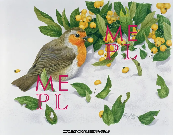  : Robin and yellow-berried Pyracantha