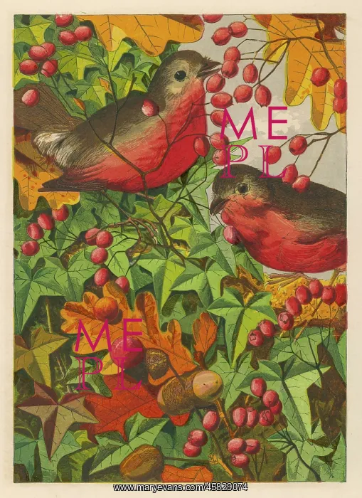  : ROBINS IN 1869
