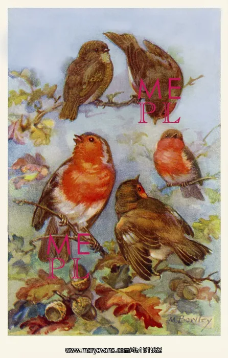  : Robins. From a series of postcards