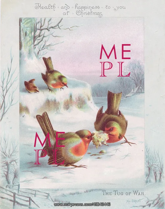 : Robins on a Christmas card : Robins on a Christmas card