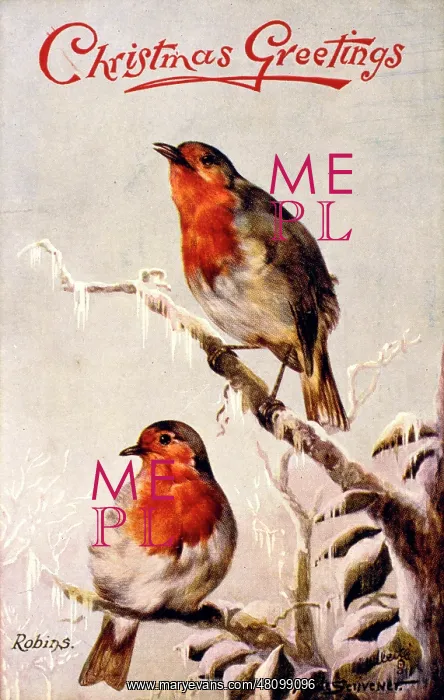  : Two robins on a Christmas card