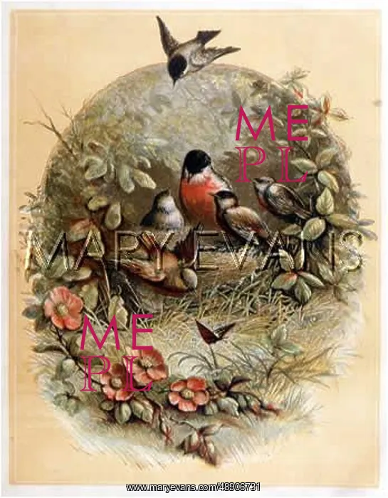 : ROBINS AND NEST : ROBINS AND NEST