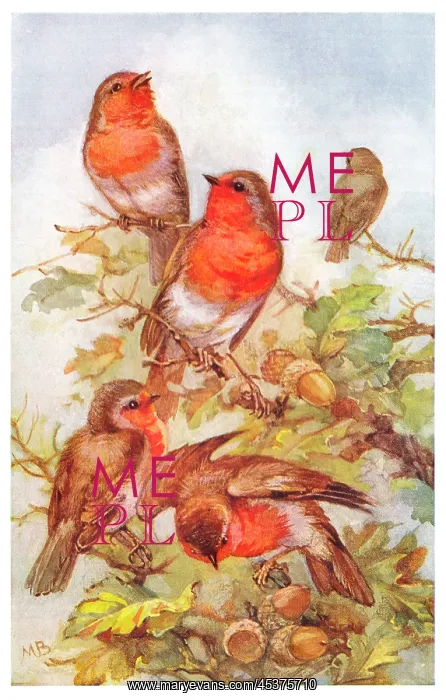 : Robins on an oak tree : Robins on an oak tree
