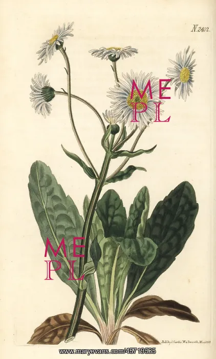 : Robin's plantain, Erigeron pulchellus : Robin's plantain, Erigeron pulchellus