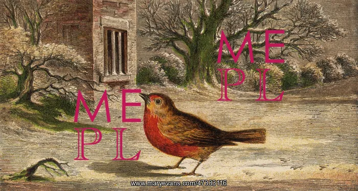 : ROBINS ON THE SNOW : ROBINS ON THE SNOW