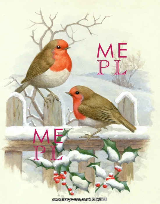 : Two robins on a snow-covered fence : Two robins on a snow-covered fence