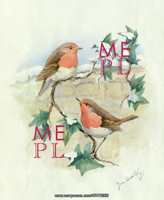  : Two robins on snowy ivy