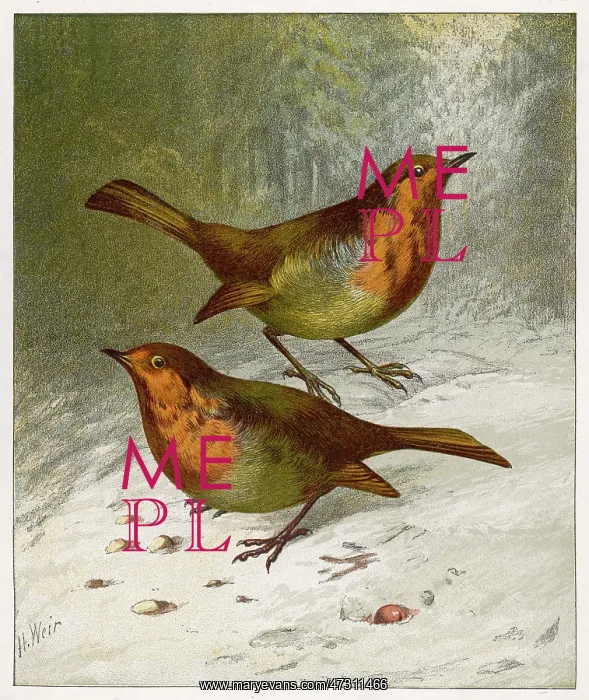 : TWO ROBINS IN WINTER 19C : TWO ROBINS IN WINTER 19C