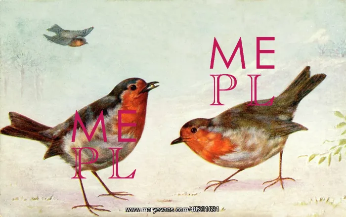  : Robins in wintry landscape