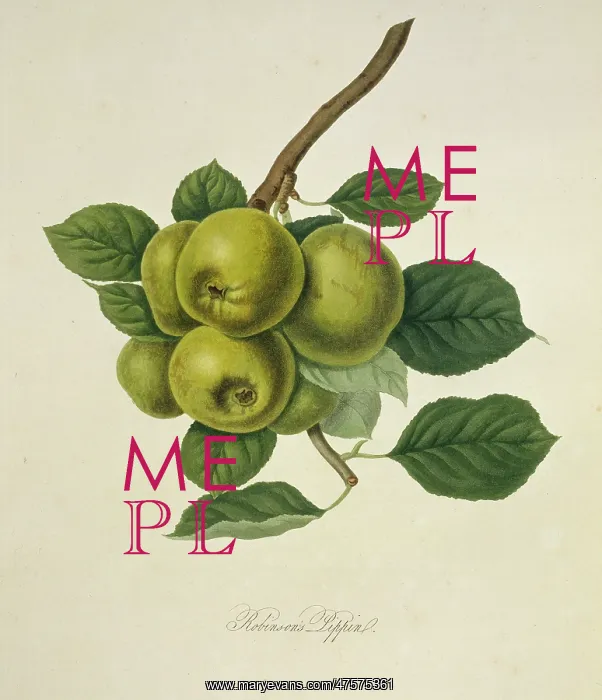 : Robinson's Pippin Apple : Robinson's Pippin Apple