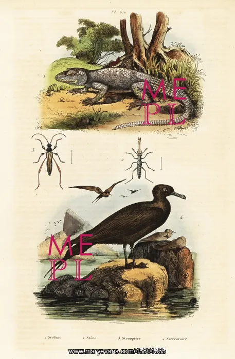 : Rock agama and parastic jaeger : Rock agama and parastic jaeger