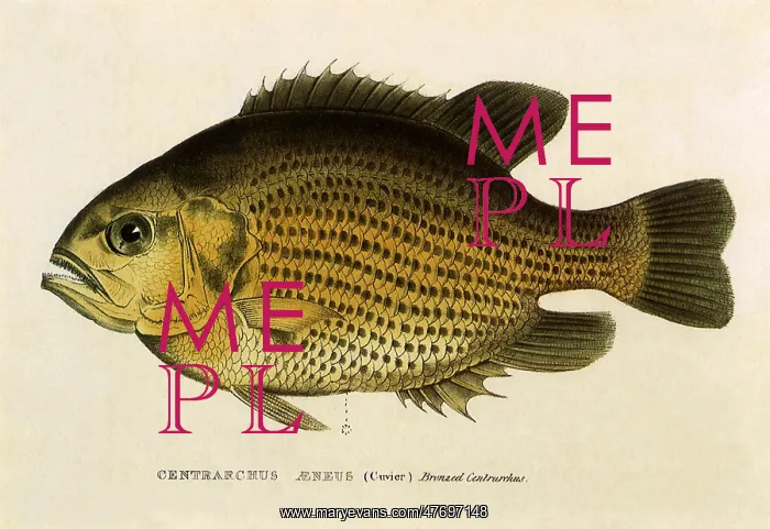  : Rock Bass