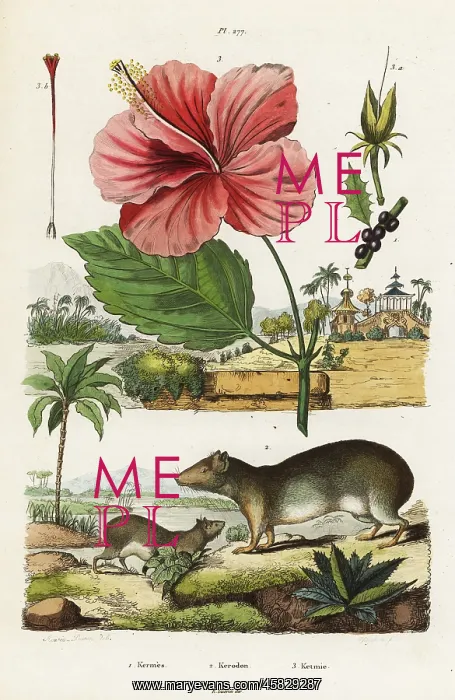 : Rock cavy and Chinese hibiscus : Rock cavy and Chinese hibiscus