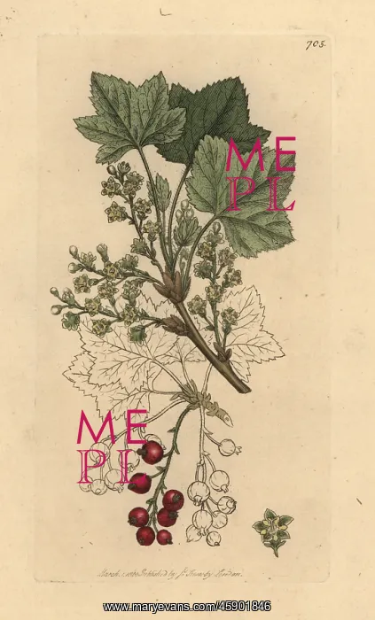 : Rock currants, Ribes petraeum : Rock currants, Ribes petraeum