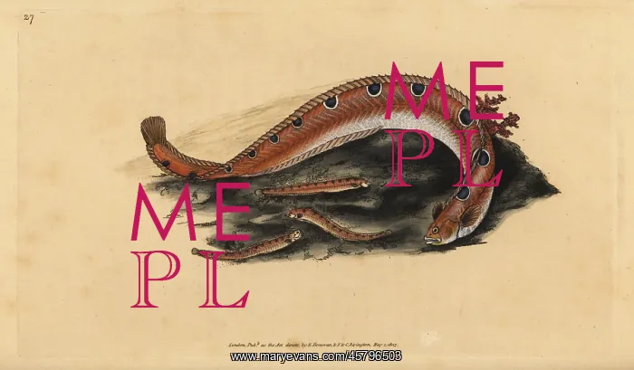 : Rock gunnel, Pholis gunnellus : Rock gunnel, Pholis gunnellus