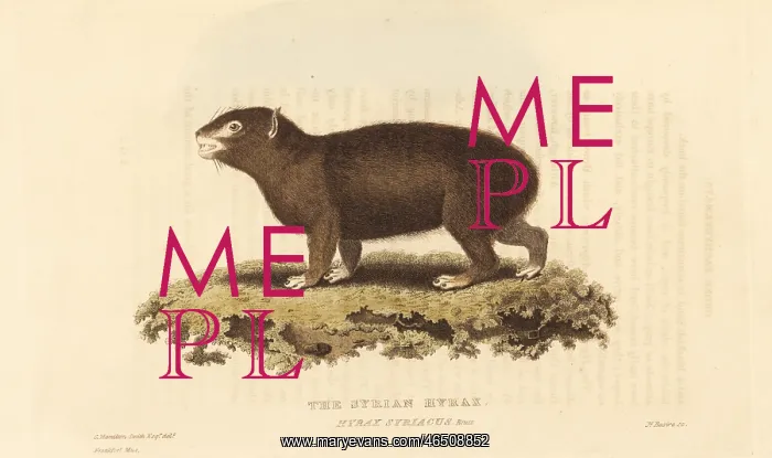 : Rock hyrax, Procavia capensis : Rock hyrax, Procavia capensis