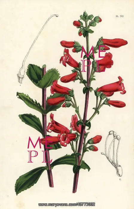 : Rock penstemon, Penstemon baccharifolius : Rock penstemon, Penstemon baccharifolius