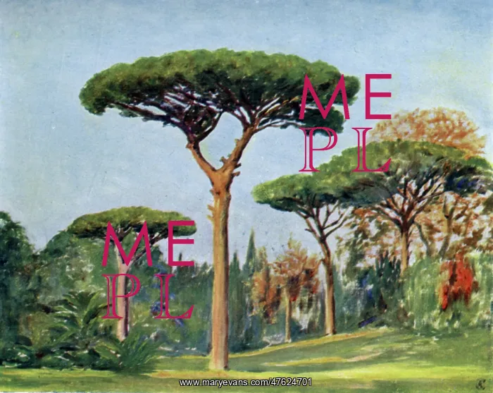 : Rock pines in the grounds of the Villa Floridiana, Naples : Rock pines in the grounds of the Villa Floridiana, Naples