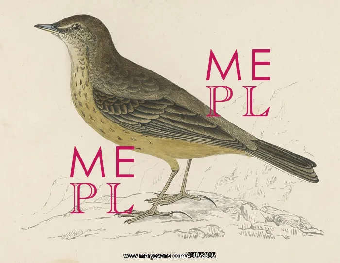  : ROCK PIPIT (MORRIS)