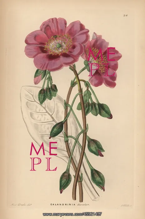 : Rock purslane, Cistanthe grandiflora : Rock purslane, Cistanthe grandiflora