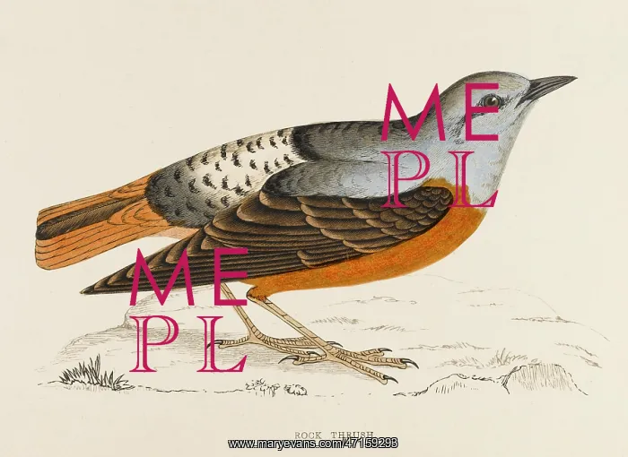  : ROCK THRUSH