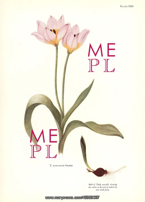 : Rock tulip, Tulipa saxatilis : Rock tulip, Tulipa saxatilis