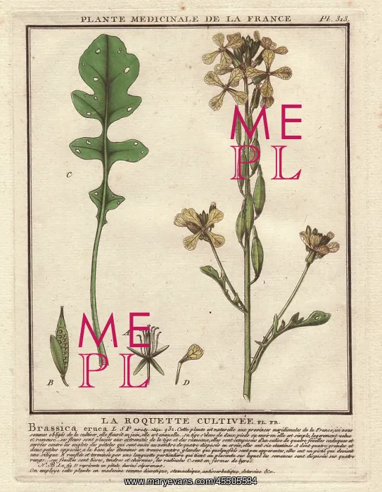 : Rocket or arugula, Brassica eruca : Rocket or arugula, Brassica eruca