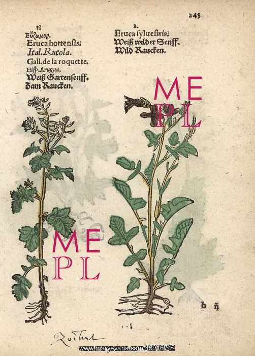 : Rocket or arugula, Eruca sativa, and dogmustard : Rocket or arugula, Eruca sativa, and dogmustard