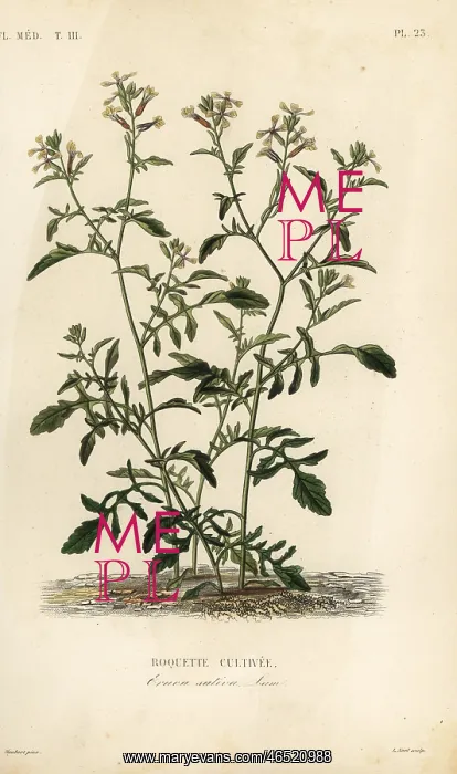 : Rocket or arugula, Eruca vesicaria : Rocket or arugula, Eruca vesicaria