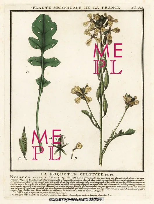  : Rocket or arugula, Eruca vesicaria