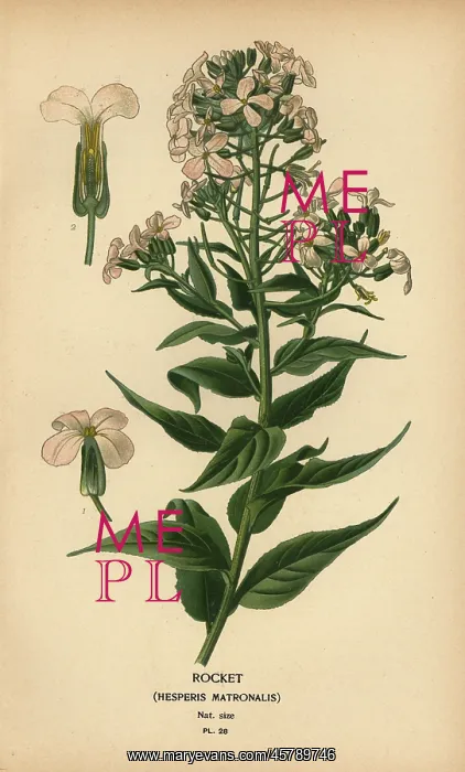 : Rocket, Hesperis matronalis : Rocket, Hesperis matronalis