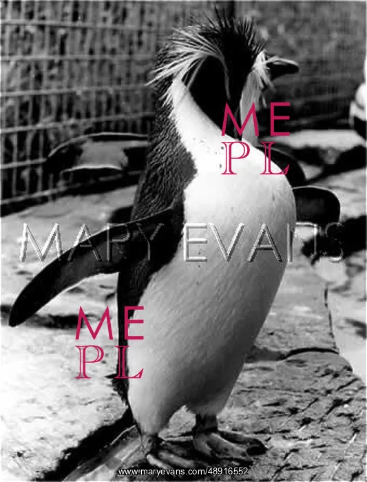  : ROCKHOPPER PENGUIN