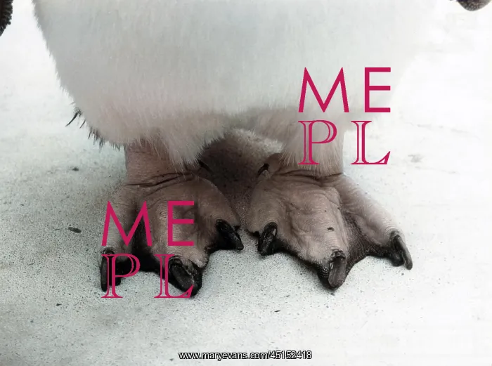 : ROCKHOPPER PENGUIN FEET : ROCKHOPPER PENGUIN FEET