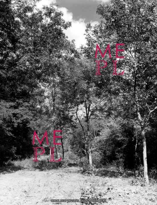 : ROCKINGHAM FOREST : ROCKINGHAM FOREST