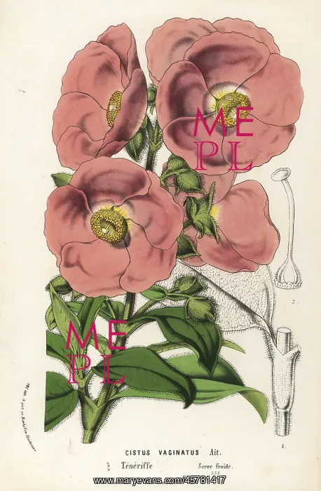 : Rockrose, Cistus symphytifolius : Rockrose, Cistus symphytifolius