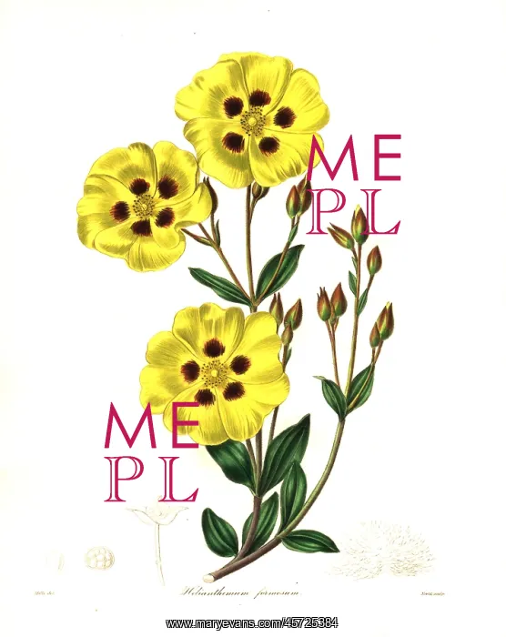 : Rockrose, Halimium lasianthum subsp. formosum : Rockrose, Halimium lasianthum subsp. formosum